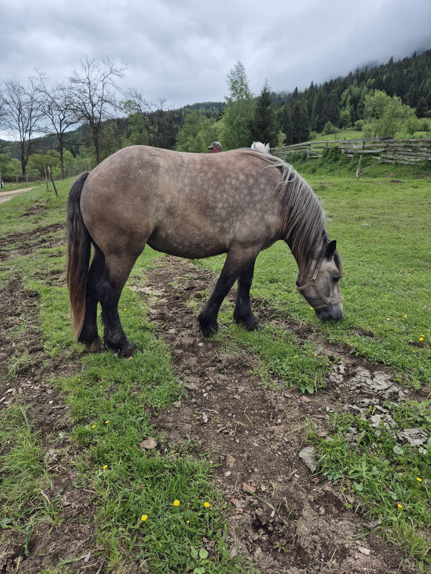 Vând Mânzat de 2 ani!