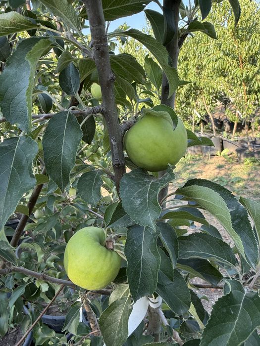 Pomi fructiferi pe rod