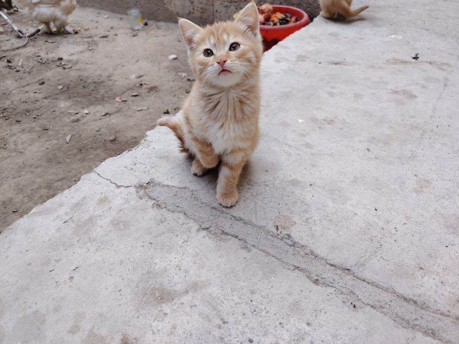 Мушуклар котята бепул даром