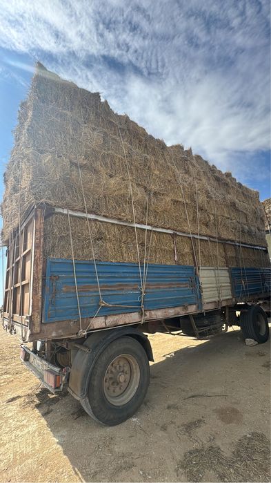 Тюк жусан аралас