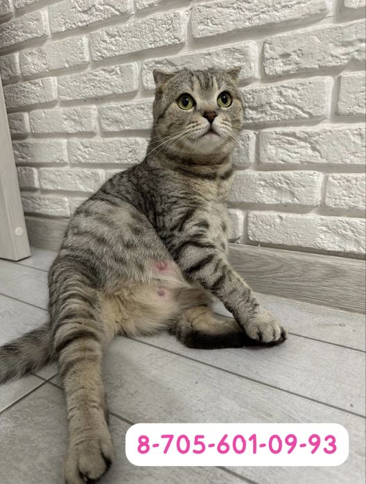 Нужна кормящая кошка для новорожденных котят