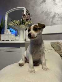 Vand Jack Russell Terrier