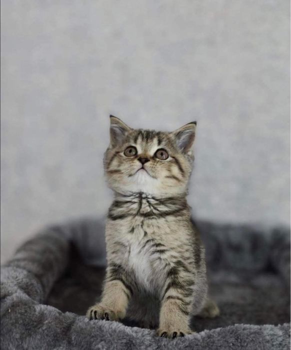 British shorthair mascul