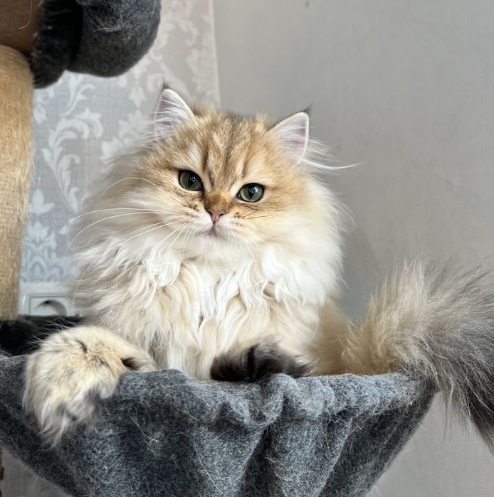 Pisica british cu pedigree