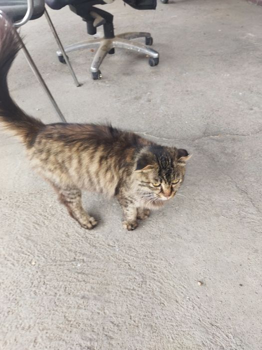 Отдам котят от шотландской вислоухой кошки 3 котят 1 трехцветный висло