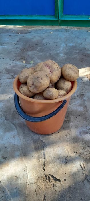 Картошка дачная.