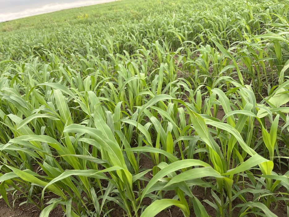 Суданка можна с поле или с даставкой