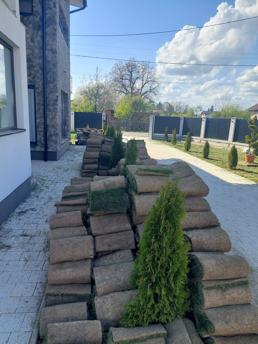 Amenajări grădini gazon și plante ornamentale