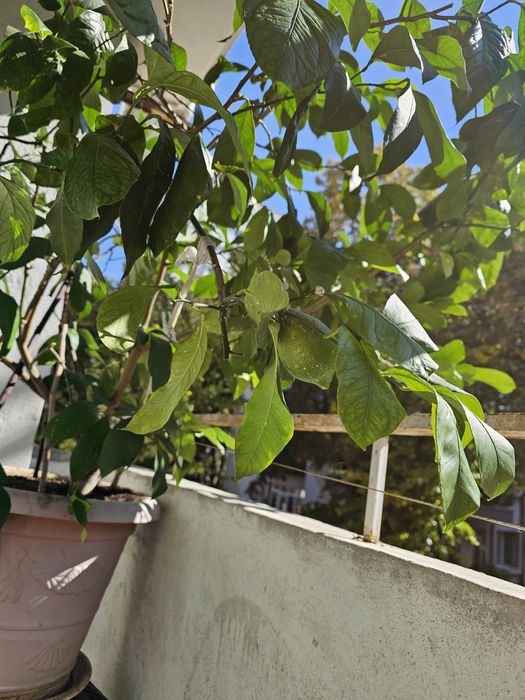 Лимонено дръвче в саксия