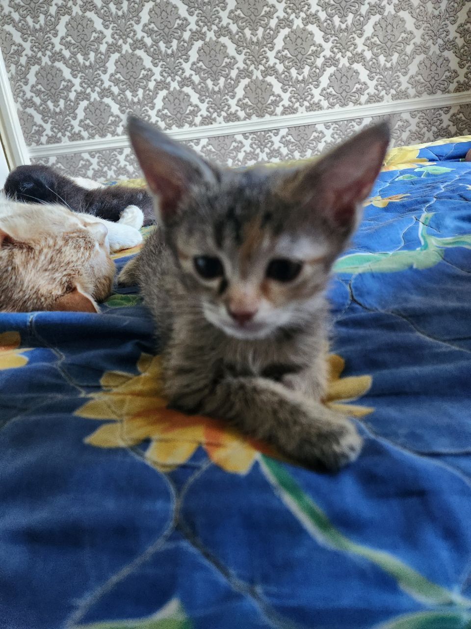 Отдам котёнка в добрые руки