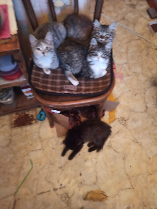 Домашние Животные