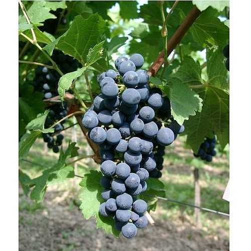 Черно грозде за ракия.