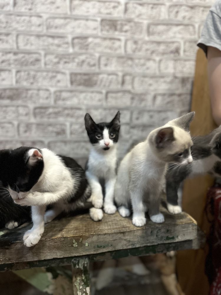 Отдам даром котят
