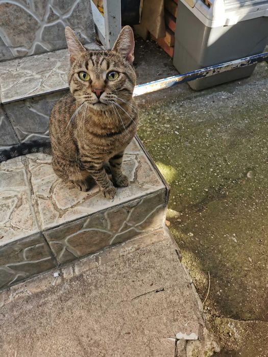 Pisici pentru adoptie