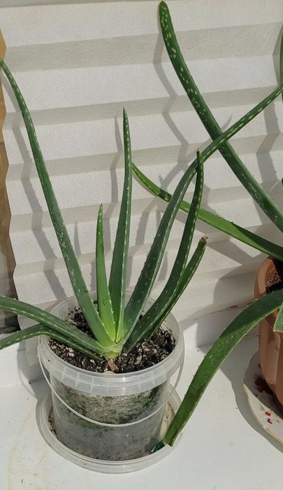 Цветы алоэ - 1000тг