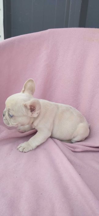 Mascul bulldog francez crem merle