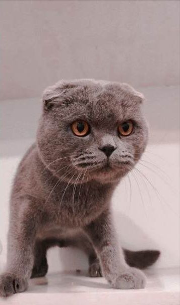 Yoqimtoy Scottish fold