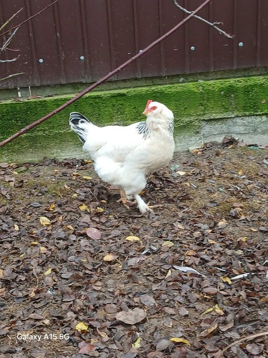 Puicuțe de casă.ouă