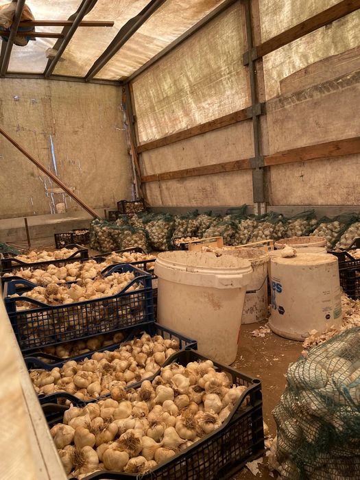 Vând usturoi de toamna de sămânță și de consum