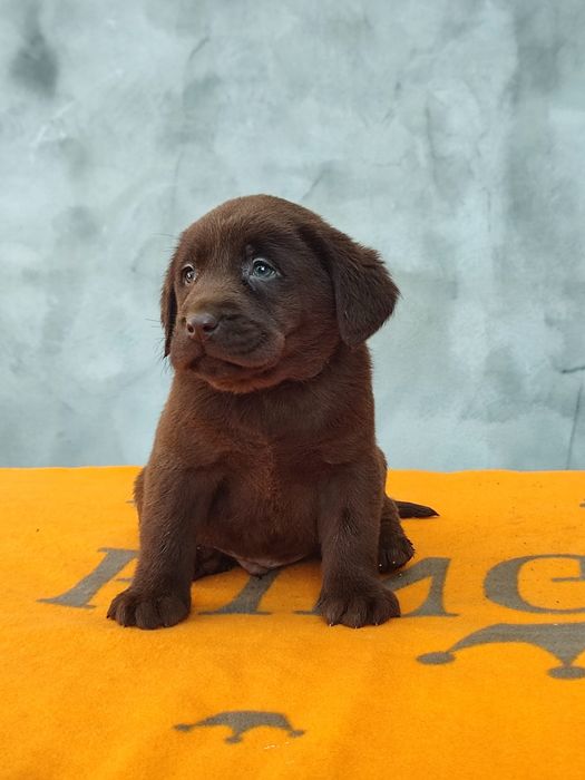 Labrador ciocolatiu Pedigree