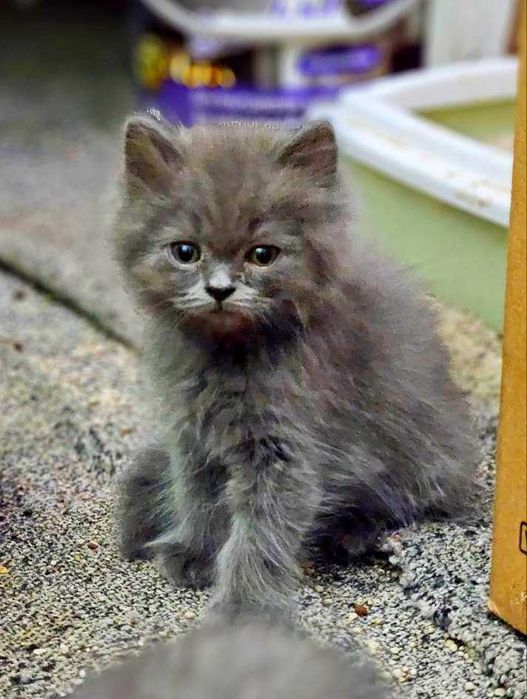 кошка шотландский