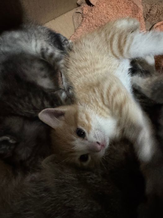 Котята ищут себе хозяина