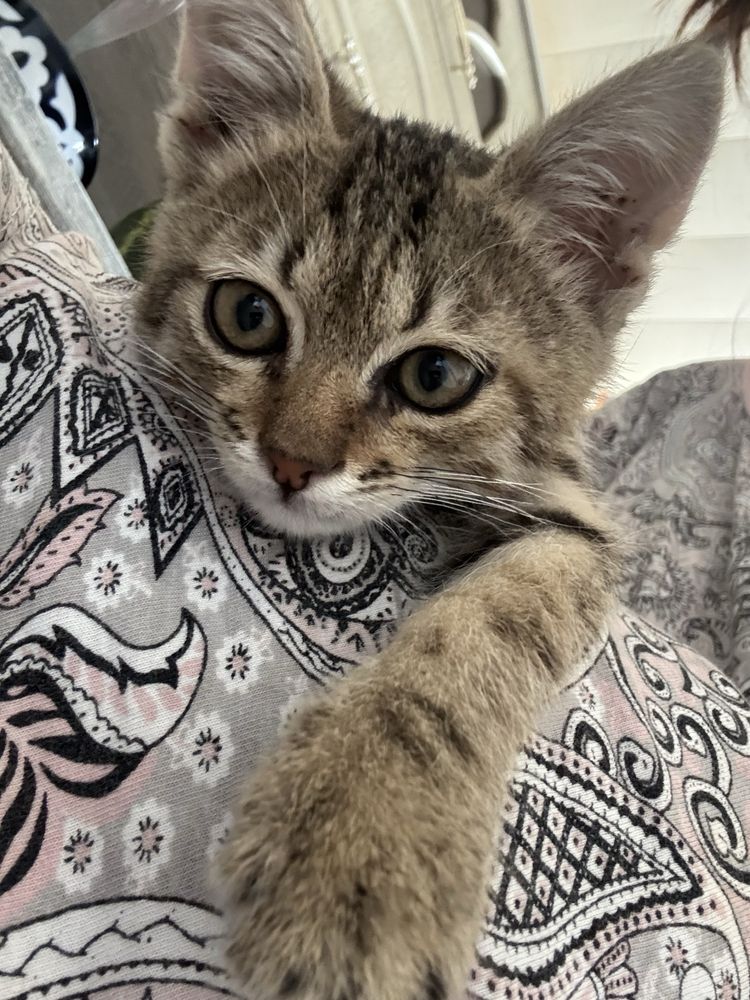 Мальчик котенок СРОЧНО!