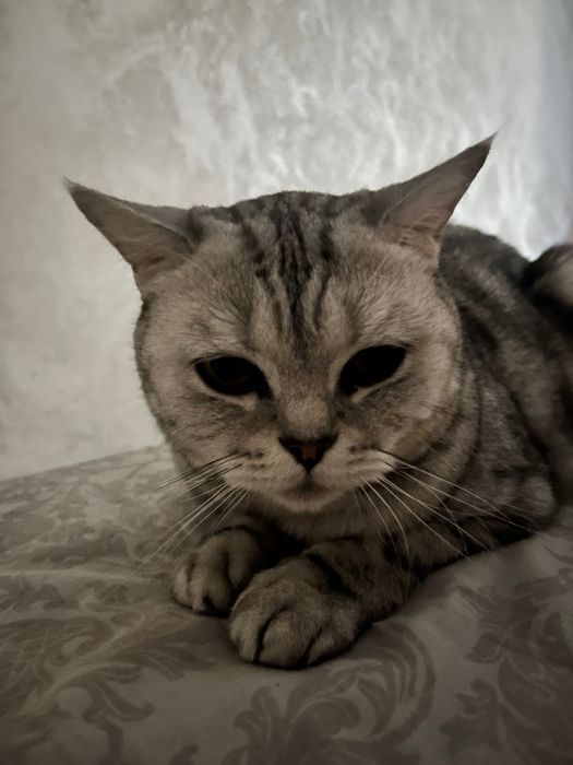 Отдам кошку в добрые руки