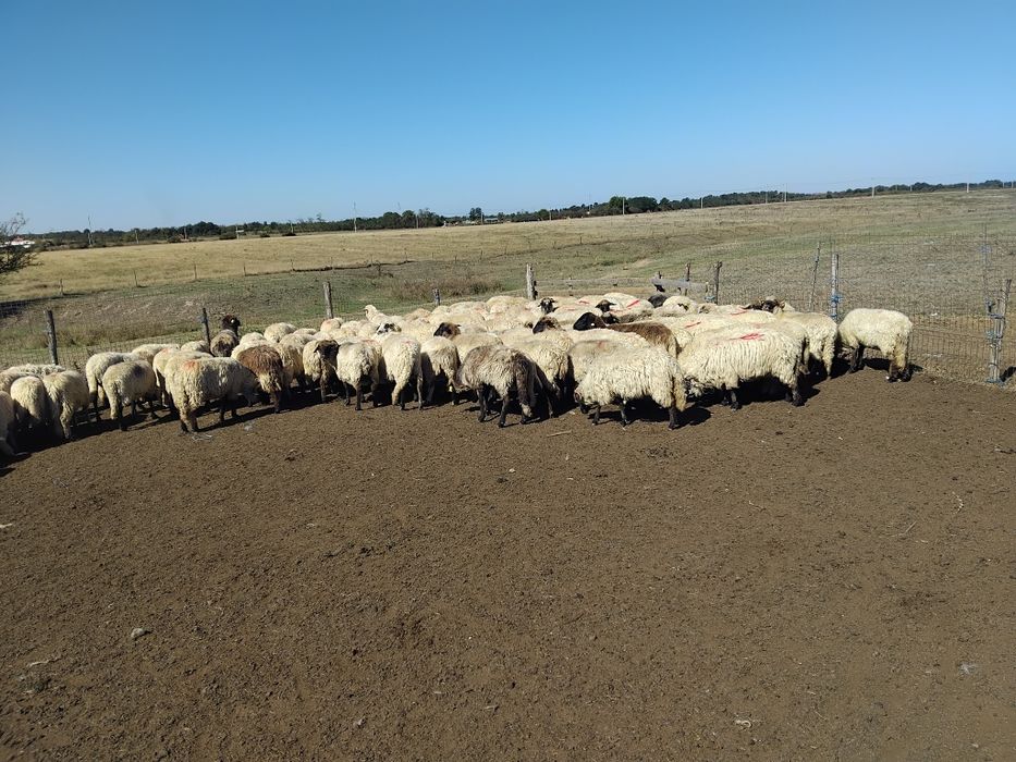 Oi de ținut, de vânzare