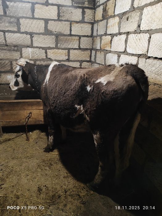 Кашар сатам сементал