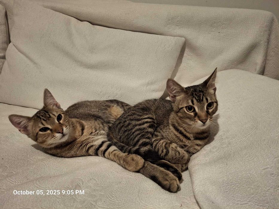 Motani mici spre adoptie