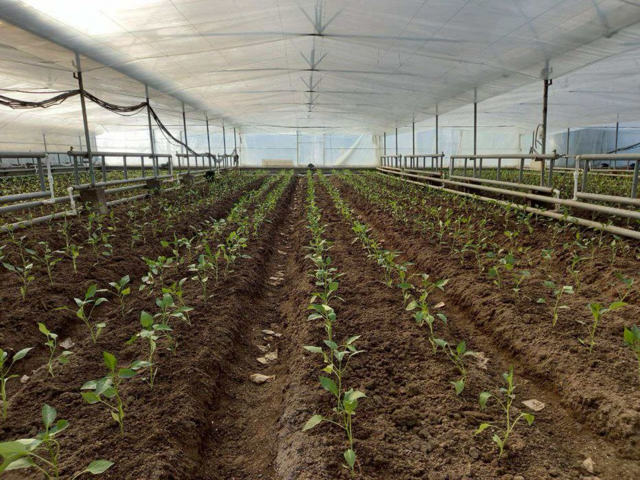 Арендага парник бор