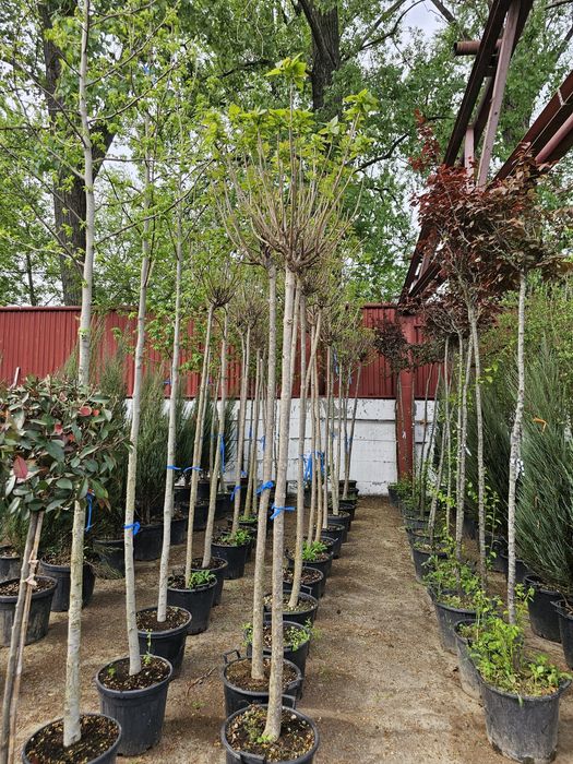 Palmier bonsai lelendy tuia smarald catalpa mesteacăn