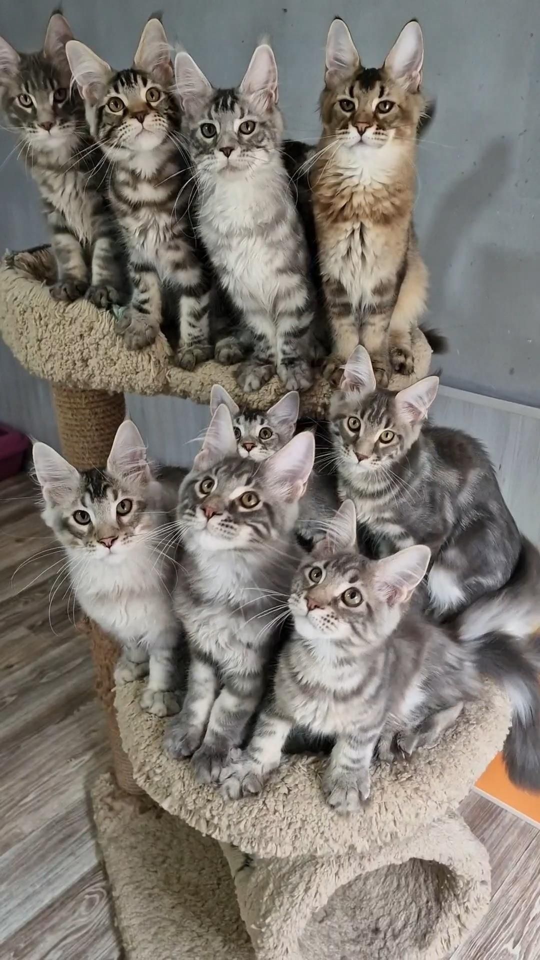 Котята Мейн-Кун мальчики и девочки.