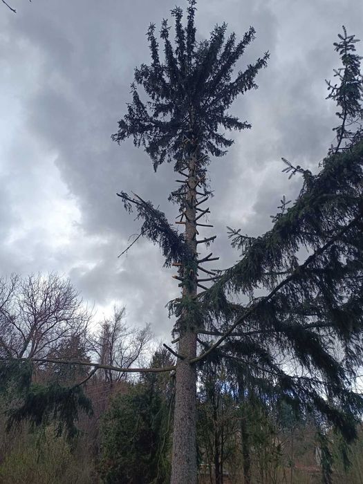 Рязане на опасни дървета