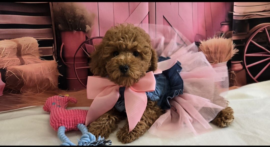 Пудел той /мини Poodle toy с родословие елитна кръвна линия