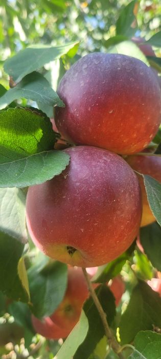 Sifatli  dasturxon bop Olma sotiladi mazasi juda shirin. Narxi kelishi