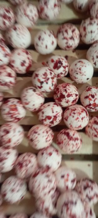 Qurt sotiladi zakas olamiz