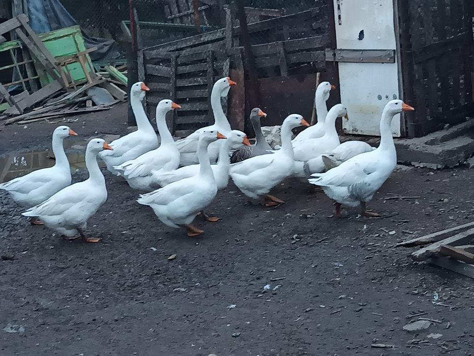 Гъски-Холмогорски и смес