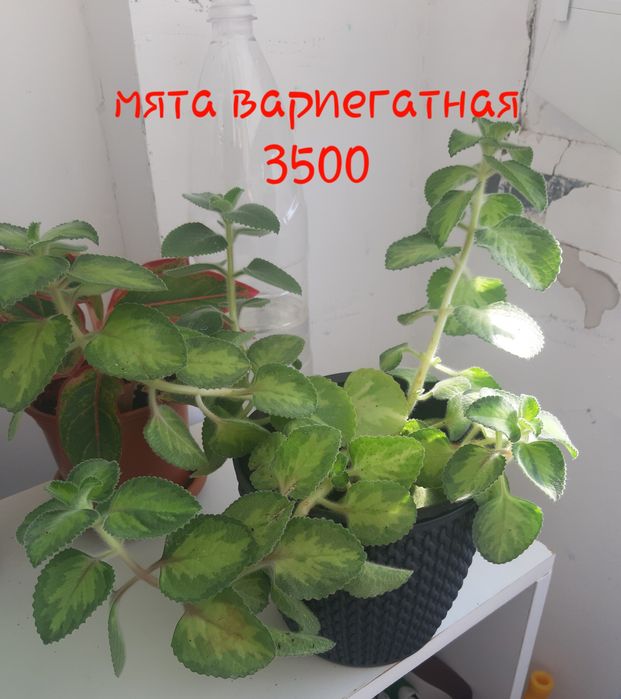 Комнатные растения