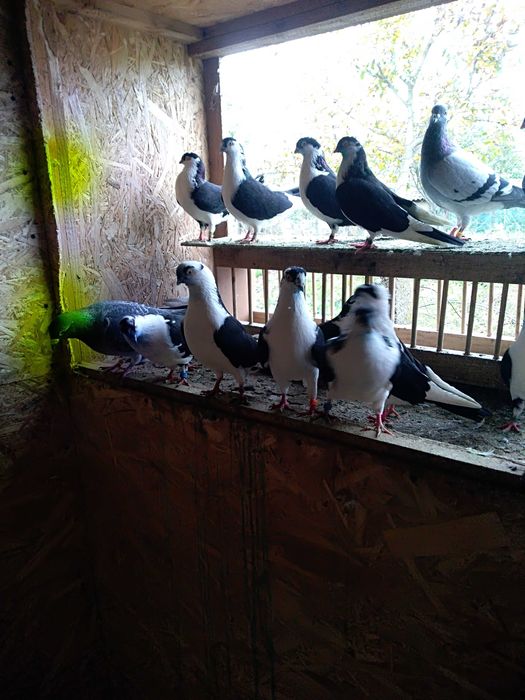 Vând jucători de galați