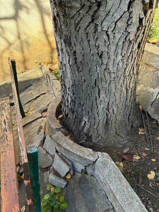 Орех необработен в с. Храбрино