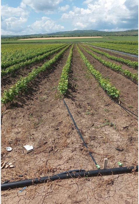 Butași viță de vie anul 2 și anul 3