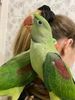 Продам Александрийских попугаев  (самочки)