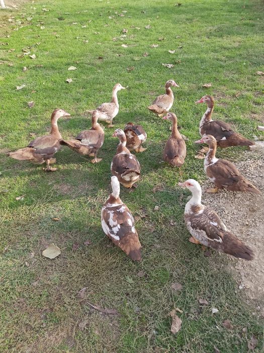 Vând rațe leșești