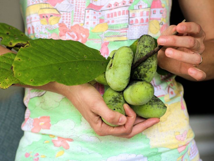 Banana nordului Paw Paw soiuri prima și sun flower