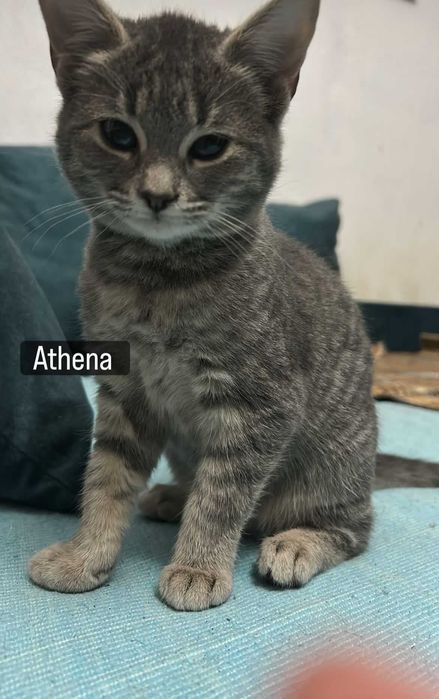 Donez 3pui de pisica