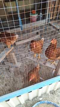 Курицы породы Ломан Браун