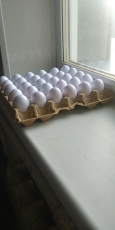 Яйцо искуственное муляж