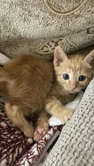 Котёнок , девочка 2 месяца